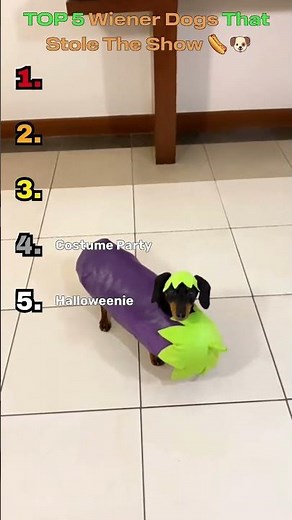 TOP 5 Wiener Dogs That Stole The Show 🌭🐶