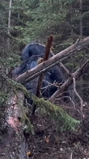 Fake / Real Bigfoot 😎 #shorts #youtubeshorts #trending #viral #unexplained #ufo #paranormal #mystery