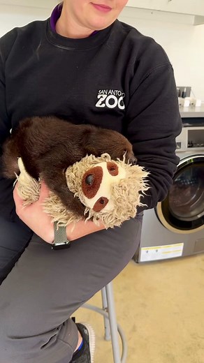 Adorable Baby Sloth Aluna Melts Hearts with Cuteness