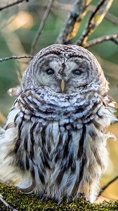 Want to meet one of the best hunters in the forest? Owls (in this case the barred owl) are masters of stealth and agility. They have many skills that make them hunting powerhouses. These include fantastic eyesight, top-notch hearing, and they’re silent fliers because of their specialized feathers. When you combine all these traits together you have one powerful predator! 🎥: Mya Van Woudenberg | Sierra Club BC