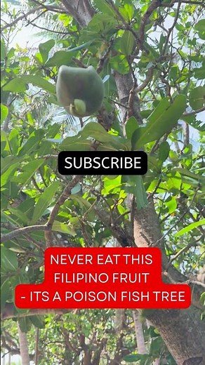 Never Eat This Filipino Fruit!! - Its the Fish Poison Tree