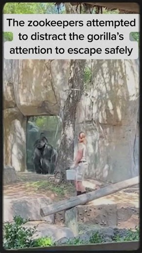Locked Inside with a Giant Gorilla! Zookeepers’ Terrifying Escape 😱🦍#gorilla #silverbackgorilla