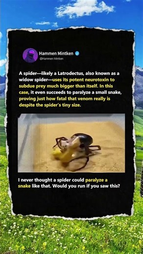 Can This Tiny SPIDER Really Eat a Snake?! 🕷️ #Wildlife #Nature #Science