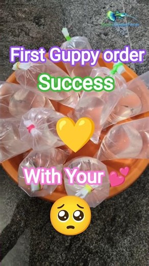 💛First Guppy order delivered🥳 | Guppy business started🔥#guppy#kolathurfishfarm#trendingshorts#shorts