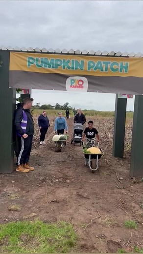 Trundle, trundle! Our first day visitors are finding some great pumpkins 🎃 in our PYO patch! #penkridge #pumpkinpatch #pyopumpkinsstaffs #staffordshire #halloween #pyopumpkin #pumpkinseason #pumpkinpatch🎃 #pumpkincarving #stafford #pumpkins #staffordshirepumpkins | Lower Drayton Farm