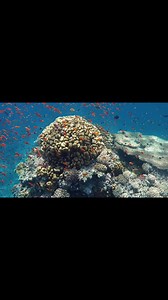 The Importance of Corals and Marine Fish in Ecosystems