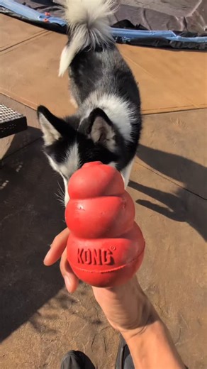 47 reactions | CPR Canine Training LLC on Reels | Facebook