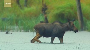 At the end of August, drizzle enlivens the water. All lives make the best use of their time to grow up. Aquatic plants are an important food source for the moose. Seeking food in the water brings a new challenge for the fawn. Hanma National Nature Reserve is dominated by ice and snow for most of the year, the brief rainy season only lasts about three months, so the little moose must quickly learn how to find edible plants on its own. Watch this episode to learn more! For more: https://news.cgtn.
