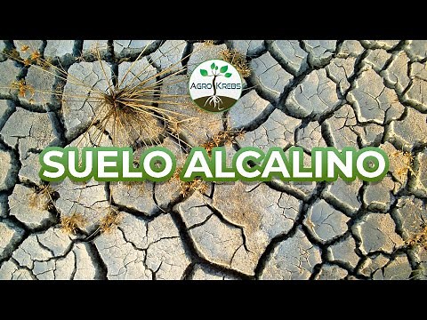 What are alkaline soils?