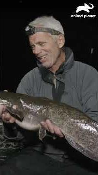 A massive African sharptooth catfish catches us by surprise in the middle of the night