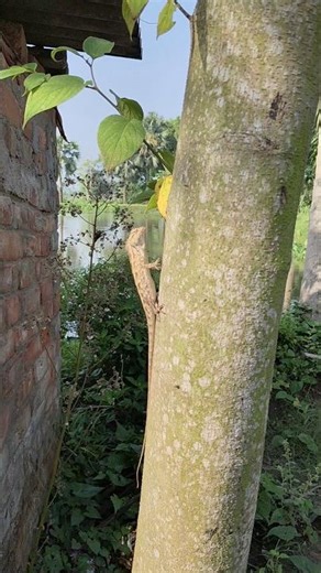 Jamai Babu Smart Trick 😱 | Funny Mini Vlog Bangla | Desi Comedy Vlog