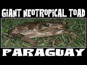 Cane Toad - Aga Kröte - Rhinella marina - Aga Sapo Paraguay