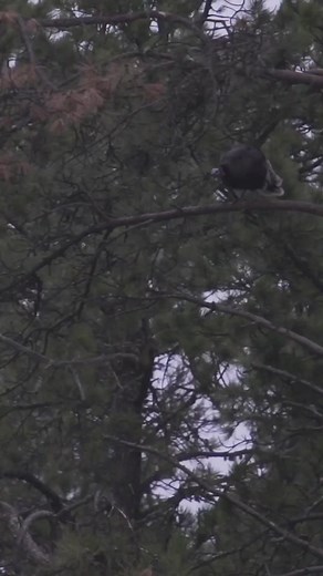 Nothing better than when a plan comes together! Check out some of our favorite "Off the Roost" 🦃 hunts. Link in Bio... #springthunder #realtree | Spring Thunder