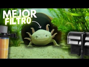 Best filter for axolotls | Animal Tropic