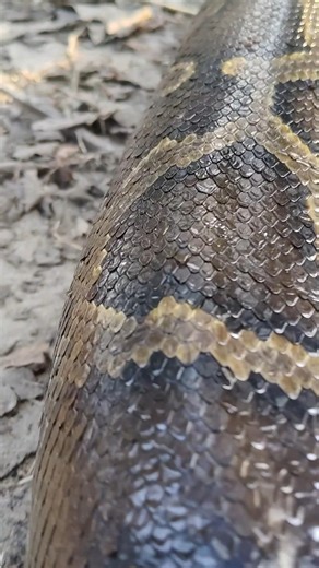 indian rock python 😎#shortvideos #viral #trending #reels