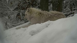 Download Video of Arctic wolf in zoo for free