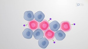 Streptozocin Treatment: A Zebrafish Model of Type 1 Diabetes Mellitus