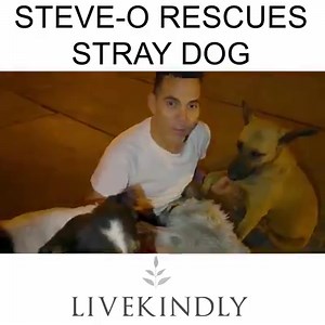 4M views · 85K reactions | And now they're life partners <3 (No, you're crying!) __________________ Credit: Steve-O | LIVEKINDLY | Facebook