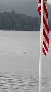 Moose on the move! 🫎 WMUR viewer Bernice Singleton captured this amazing moment of a moose swimming across Lake Winnipesaukee in Alton. | WMUR-TV