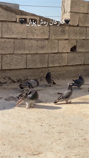 Pigeons in Motion: Captivating Outdoor Footage