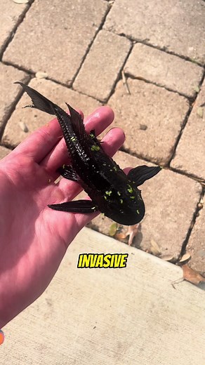 Everything You Need to Know About Plecos for Your Aquarium