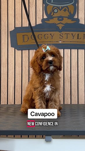 Grooming Tips for Your Cavapoo: Episode 505