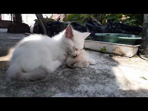 Mischievous! Kitten Bites Its Sibling Just to Start Playing 😹