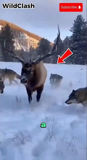 Wolf Pack vs Elk Extreme Chase – Rocky Mountains USA