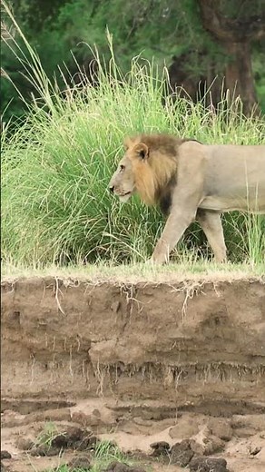 LIONS in the WILD! New Membership Video Out Now! #cat #wildlife #nature