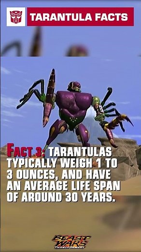 Tarantula Fun Facts with Tarantulas #transformers #beastwars #youtubeshorts