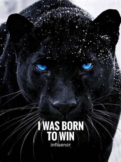 Exploring Beautiful Somali Women in TikTok Challenges