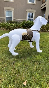 Pirate Costume. M Sizes. - Etsy