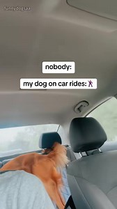 Dancing dogs with good rhythm🐶🐶🤣🥰#dog#funny#funnyanimals#funnypets#an | Pet's Store