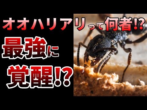 【ゆっくり】海外で大暴れ！日本の雑魚アリが米国を侵略⁉