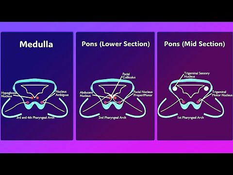 Why Does the Facial Nerve Loop Around the Abducens Nucleus? Unraveling the Facial Colliculus Mystery