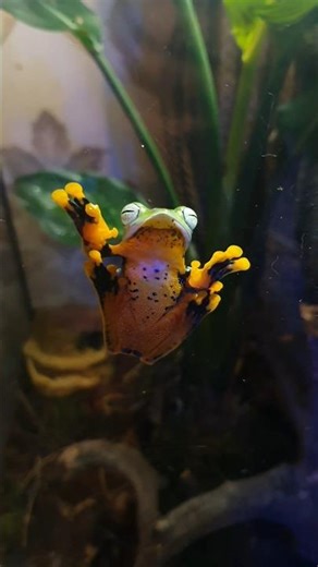 jumpy the wallace flying frog