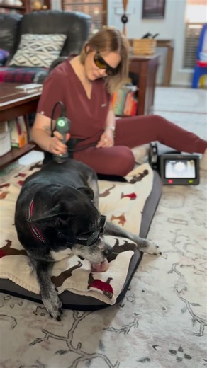Today Dr. Schiller is lasering one of our most “I’ll allow it… for now” senior patients — and honestly, the fact that he tolerates this is a medical miracle on its own. 😂🔥🐾 Therapeutic laser — photobiomodulation — isn’t just a fancy red light. It’s a gentle, science-backed way to help dogs feel better by: 🐾 Reducing inflammation 🐾 Easing joint muscle pain 🐾 Supporting tissue healing 🐾 Improving mobility 🐾 Boosting overall comfort For seniors (and especially the spicy, particular, “don’t 