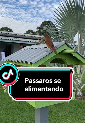 Pássaros se alimentando no tratador: um paraíso natural