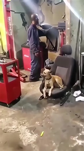 Adorable Dogs: Exploring Their Charm