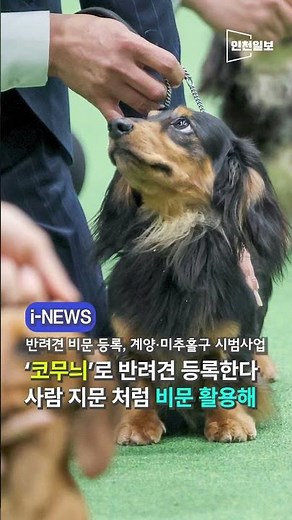 반려견 코 무늬로 동물등록? 인천서 8월부터 무료 시범사업 #인천 #반려견 #반려동물 #동물 #비문