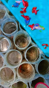 The super red halfmoon betta fish is really cool #betta | Alie