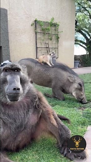 Timon and Pumbaa in Real Life: Meerkat and Warthog Bond