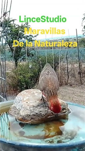 Así son estas aves silvestres