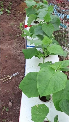 The simplest way to grow cucumbers hydroponically
