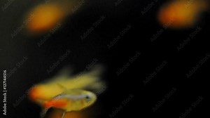 aquarium fish closeup. flock of fish swimming in the water, underwater world and its inhabitants. art blur