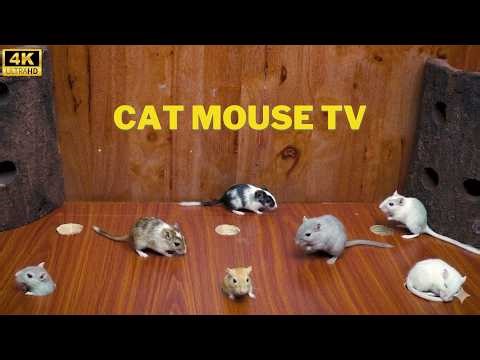Cat TV Mouse Maze | Endless Mouse Hunt on Screen | Real Mice Hide & Seek for Cats | 4K HDR