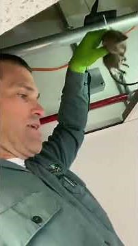 Using Rat Trigger Traps | LA County Rodent Control | Versa Tech PM