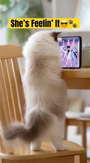 Ragdoll Cat Dances with the video 💃🐾 Perfect Match Music! |ラグドール猫、動画と一緒に踊る| 래그돌 고양이, 영상과 함께 춤춘다