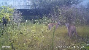 460 reactions · 1.1K shares | WOW, cannot believe what these panther vocalizations sound like! Make sure to turn on the volume!! Thanks to Dr. Dan Smith and Ricky Pires/FGCU Panther Posse. Video was taken by camera purchased by FWF for Dr. Smith’s wildlife crossing evaluation study. | Florida Wildlife Federation | Facebook
