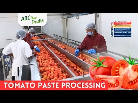 Tomato Paste & Puree Manufacturing Process | Tomato paste | ABC Fruits